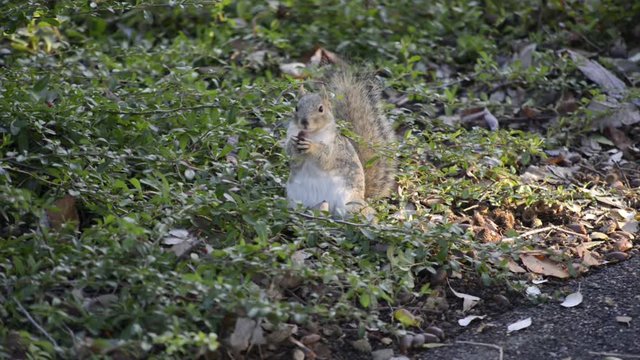 A Fox Squirrel chewing and eating a seed among some vegetation on the ground.