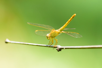 Beautiful yellow dragonfly on dry branch with green background in nature