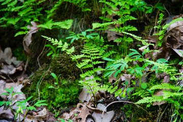 Fern in forest