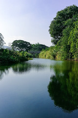 Fototapeta premium Tropical tree forest near the peaceful river