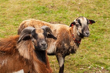 Breeding sheep on the farm. Cameroon sheep on pasture.