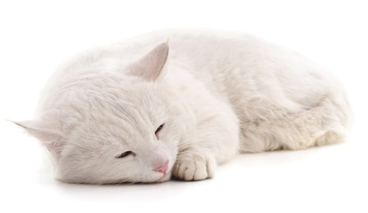 Fototapeta na wymiar White cat.