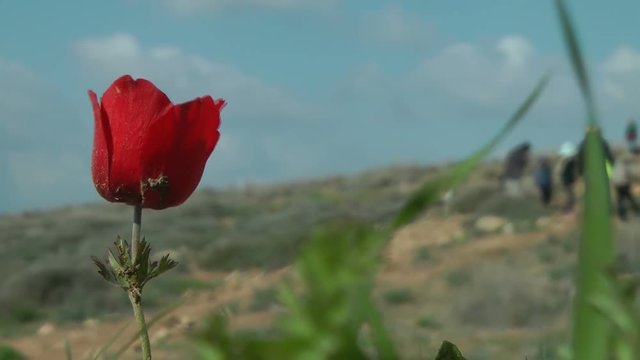 flower kalanit