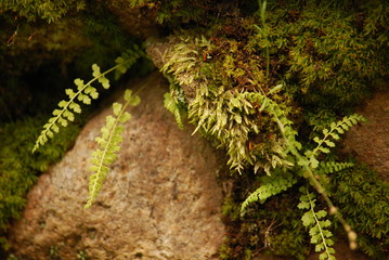 moss / 石と苔