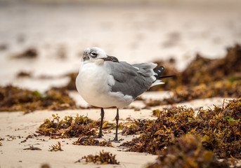 Non-breeding adult Laughing Gulls flying or in habitat