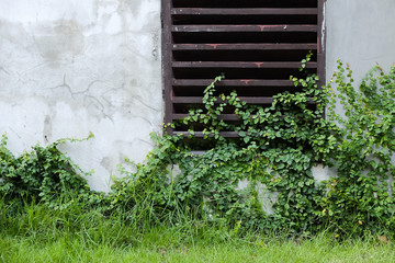 A weed are full of ground and wall