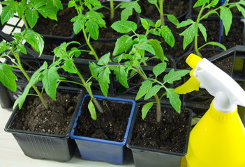 рассада томатов в пластмассовых емкостях