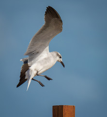 Non-breeding adult Laughing Gulls flying or in habitat