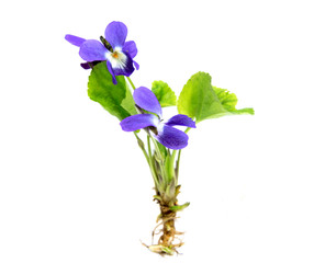 Early spring flowers ( Viola odorata) isolated on white background.