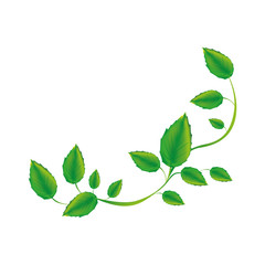 Fototapeta premium white background with green creeper vector illustration