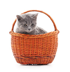 Gray cat in basket.