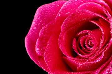 Closeup single red rose with drops