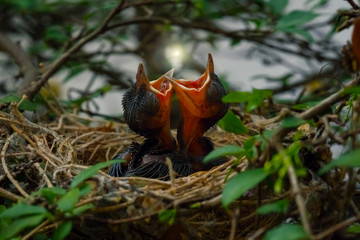 Fototapeta na wymiar Baby Bird Left on a Tree in a Nest