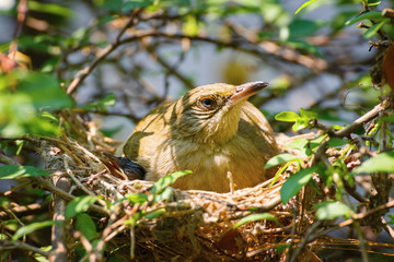 Mama Bird with its Baby on a Tree in a Nest