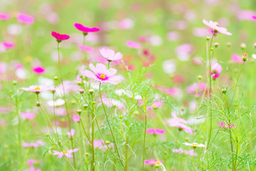 Cosmos Flowers,in Tachikawa,Tokyo,Japan