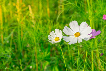 Cosmos flower with blurred background