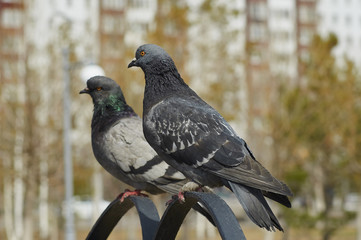 голуби в городском парке