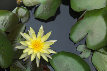 Yellow lotus flower