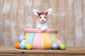Adorable Kitten Inside an Easter Basket Wearing Bunny Ears - 144797652