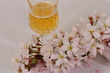 ビールと桜