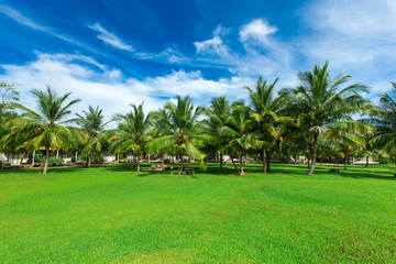 palm garden with grass