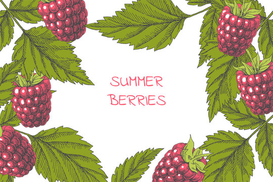 Vector floral background with summer berries. Vintage botanical hand drawn illustration of raspberry branches