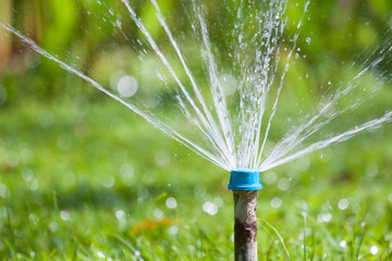 Sprinkler watering the tree