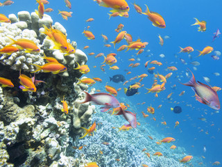 Fototapeta na wymiar Colorful coral reef with shoal of fishes scalefin anthias in tropical sea