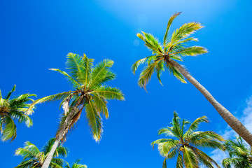 palmiers dans le ciel bleu ensoleillé