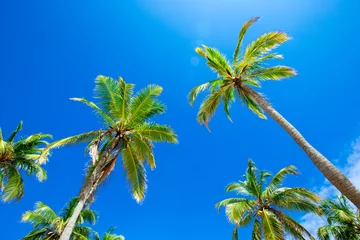 Crédence de cuisine en verre imprimé Palmier palmiers dans le ciel bleu ensoleillé