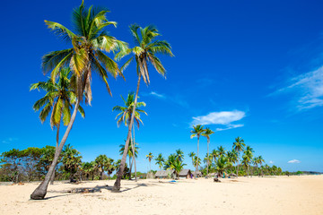 tropical beach