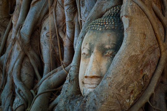 Famous Image Buddha Head Wraooed by Banyan Tree Root at Wat Mahathat Temple in Ayutthaya Historical Park, a UNESCO world heritage site, Thailand