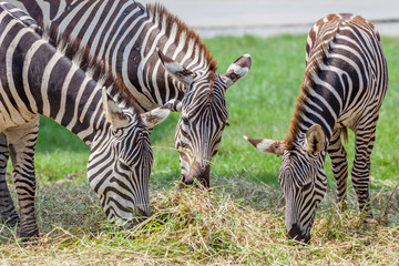 Fototapeta na wymiar Three zebras grazing green grass with blurred field in background.