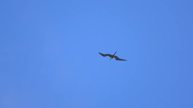 Frigate bird soars near two other birds
