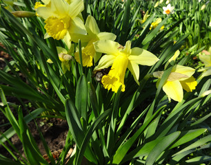 Spring bumblebee in the flower bed with yellow daffodils