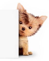 Funny dog holding empty banner, isolated on white