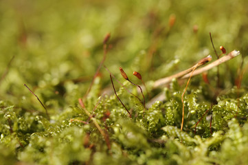 Green Moss Macro