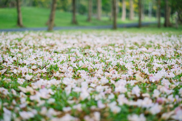 Tabebuia heterophylla  on green grass, Beautiful pink trumpet flower blooming, selective focus