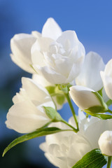 Fototapeta na wymiar A branch of beautiful white jasmine flowers against a bright blue sky