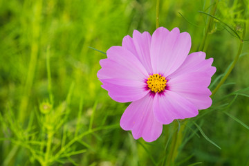 Cosmos flower with blurred background