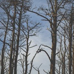 Dead trees on a blue sky background.