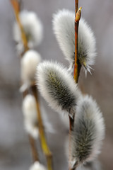 Springtime Catkins