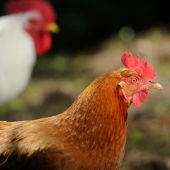 Hen and Rooster