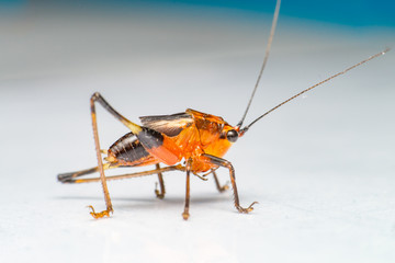 Orange, black bush-crickets or katydids (Arthropoda: Insecta: Coleoptera: Dryophthoridae: Conocephalus melanus) crawling on a white surface isolated with white background