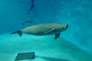 Obraz premium スナメリ