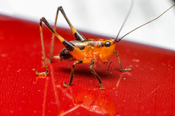 Orange, black bush-crickets or katydids (Arthropoda: Insecta: Coleoptera: Dryophthoridae: Conocephalus melanus) crawling on a red surface