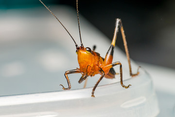 Orange, black bush-crickets or katydids (Arthropoda: Insecta: Coleoptera: Dryophthoridae: Conocephalus melanus) 