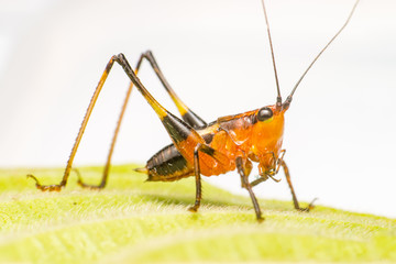 Orange, black bush-crickets or katydids (Arthropoda: Insecta: Coleoptera: Dryophthoridae: Conocephalus melanus) crawling on a green leaf isolated with white background