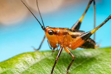 Orange, black bush-crickets or katydids (Arthropoda: Insecta: Coleoptera: Dryophthoridae:...