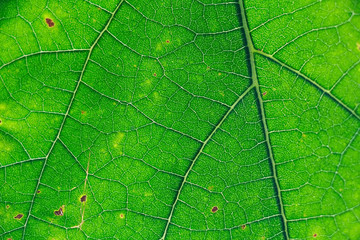 Fresh green leaf texture macro close-up